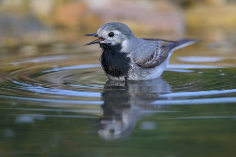 White wagtail (Motacilla alba), male bathing, biosphere reserve, Swabian Alb, Baden-Württemberg,