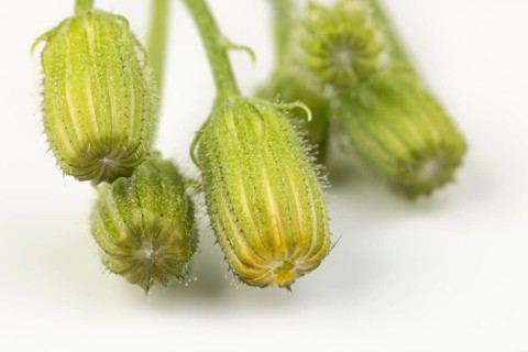 Close-up of green buds of Pippau (Crepis) on a white background