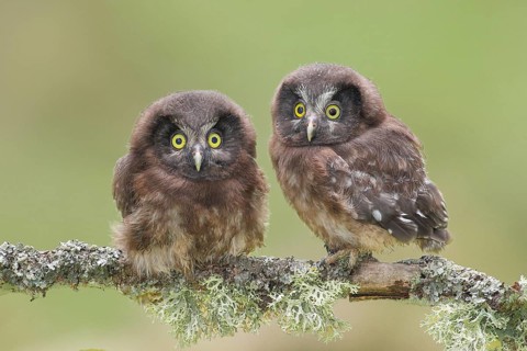 Great Horned Owl (Aegolius funereus), Two young birds perched on a larch branch, Wildlife, Nature