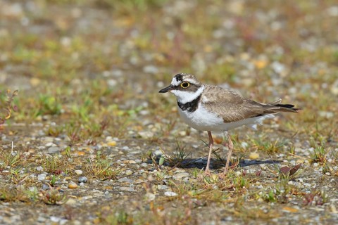 Little Ringed Plover (Charadrius dubius) adult bird standing on a gravel bank at the lakeshore,