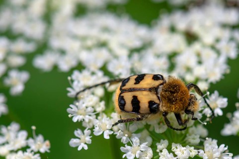 Brush beetle (Trichius) on a goutweed flower, Bavaria, Germany, Europe