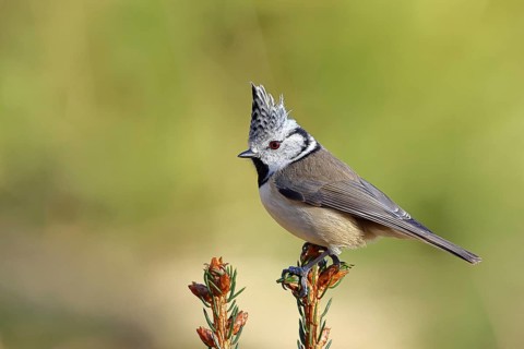 Crested Tit (Lophophanes scalloped ribbonfish), sitting on the top of a young spruce, European