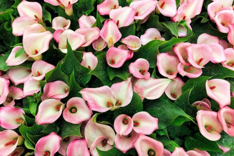Pink-coloured flower-bed of the calla, Zantedeschia in a flower bed, sea of flower-bed, view from