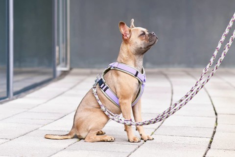 Side view of blue fawn French Bulldog with long healthy nose and tail wearing a dog harness with