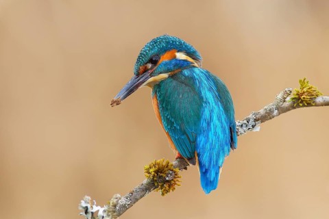 Kingfisher (Alcedo atthis), male sitting on a branch overgrown with lichen, digging a breeding