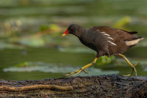 A bog hen (Gallinula chloropus) runs over a tree trunk to her chicks in her nest. Bas rhin, Alsace,