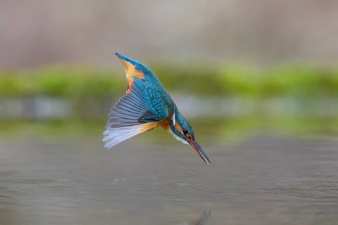 Kingfisher (Alcedo atthis), in a dive, hunting flight, shortly in front of diving into the water,