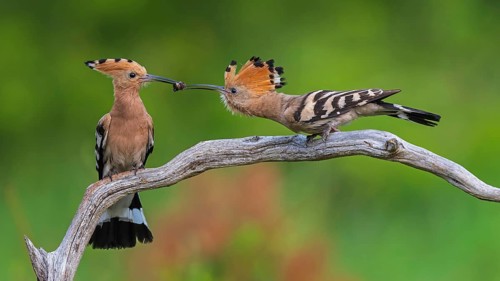 Hoopoe (Upupa epops) Bird of the Year 2022, male with food for his female, bridal gift, pair