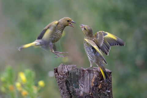 Greenfinch (Chloris chloris), arguing, biosphere reserve, Swabian Alb, Baden-Württemberg, Germany,