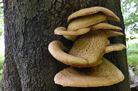 Tree fungus dryad's saddle, dryad's saddle (Cerioporus squamosus), on an old tree trunk