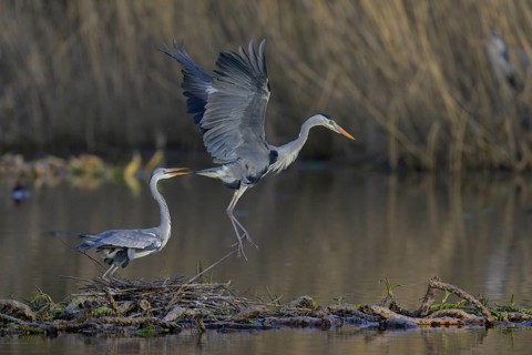 Grey heron (Ardea cinerea), adult heron and young bird copulating on a water lily root in front of