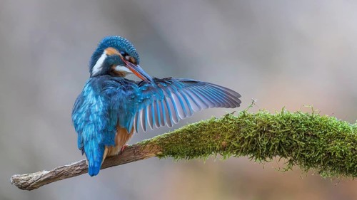 Kingfisher (Alcedo atthis) Indicator for clean flowing waters, female at sunrise during plumage