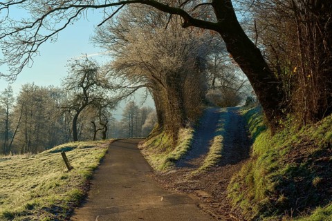 Fork in the road through wintry landscape with frost-covered trees and sunlight, Kirchzell,