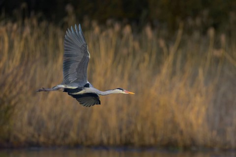 Grey heron (Ardea cinerea), adult heron in flight in front of reeds, evening light, Neckar valley,