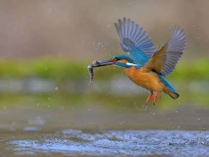 Kingfisher (Alcedo atthis), in flight with two fish in its beak, Lechauen, Bavaria