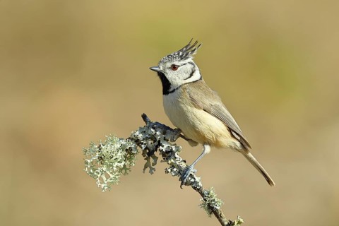 Crested Tit (Lophophanes Scalloped ribbonfish), on a branch overgrown with lichen, Wilnsdorf, North