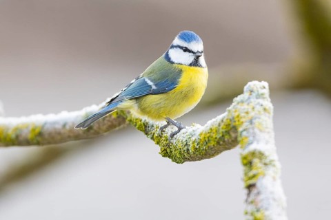 Blue tit (Parus caeruleus) Germany