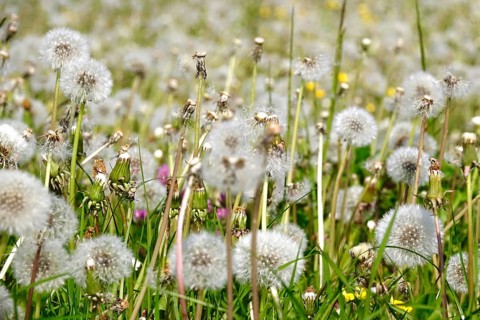 Dandelions, meadow in spring, Germany, Europe