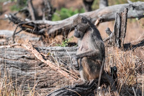 Bear baboon (Papio ursinus), on a tree trunk, Kruger National Park, South Africa, Africa