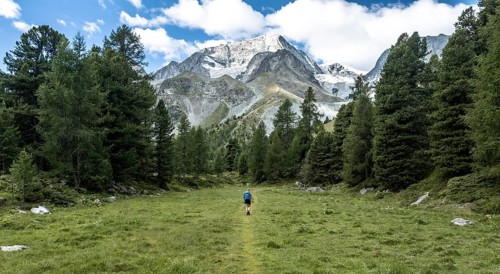 Mountaineer on a hiking trail between trees, mountain landscape near Arolla, in the background