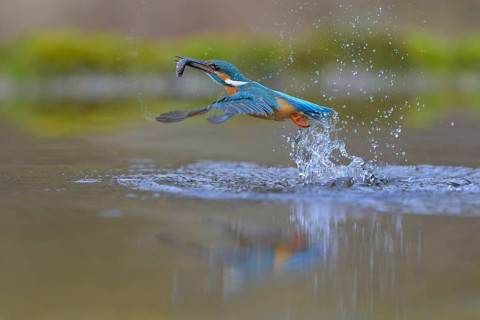 Kingfisher (Alcedo atthis), taking off from the water with a fish in its beak, Lechauen, Bavaria