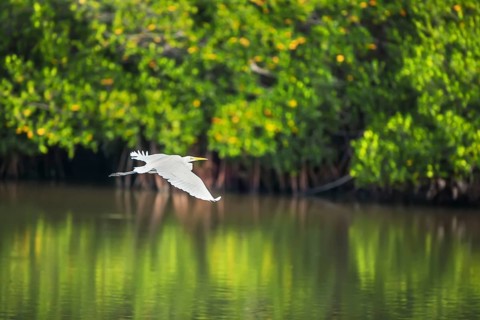 Great white egret (Ardea alba) in flight, Sanibel Island, J.N. Ding Darling National Wildlife