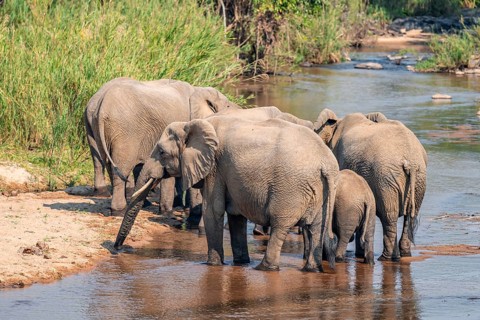 African elephant (Loxodonta africana), group drinking at the river, Kruger National Park, South