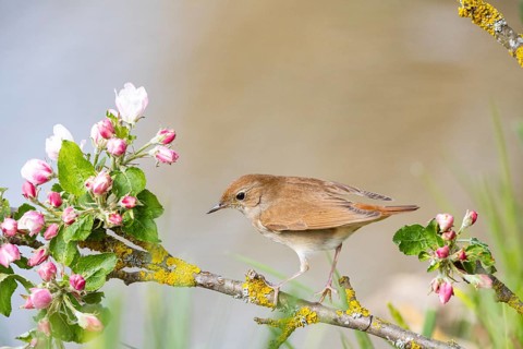 Nightingale (Luscinia megarhynchos) Germany