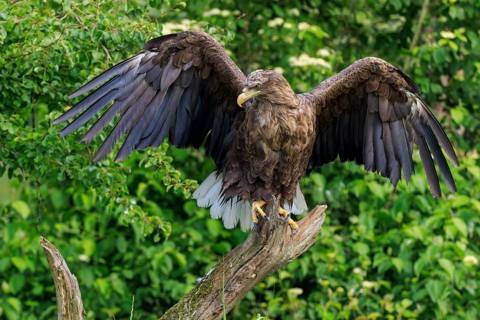 Eagle with open wings standing imposingly on a branch, white-tailed eagle (Haliaeetus albicilla),