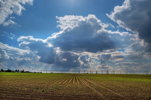 Hop and wheat cultivation, cloudy sky, Franconia, Bavaria, Germany, Europe