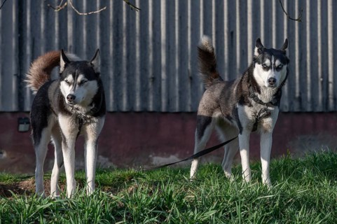 Dogs, two Siberian Huskies (Canis lupus familiaris) in front of a barn on a farm, Bavaria, Germany,