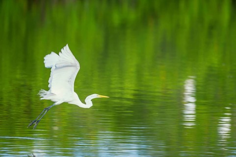Great white egret (Ardea alba) in flight, Sanibel Island, J.N. Ding Darling National Wildlife
