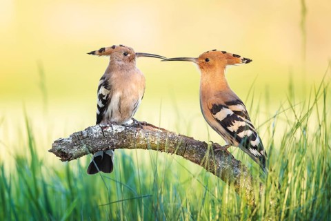 Hoopoe (Upupa epops) Bird of the Year 2022, male with food for his female, bridal gift, mating,