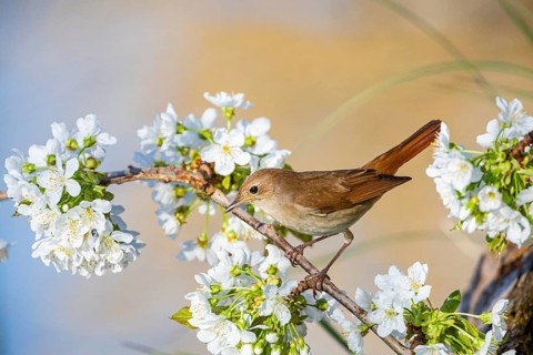 Nightingale (Luscinia megarhynchos) Germany
