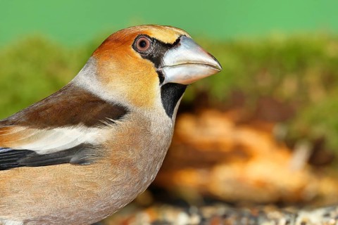 Hawfinch (Coccothraustes coccothraustes), male, animal portrait, North Rhine-Westphalia, Germany,