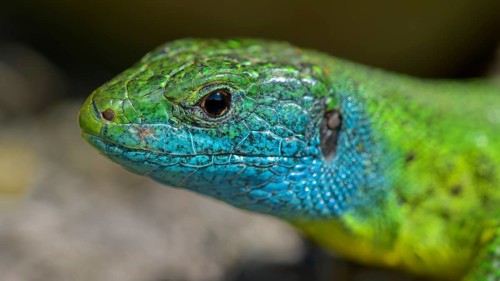 Western green lizard (Lacerta bilineata), animal portrait, resting on a stone of a dry stone wall,