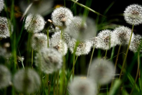 Dandelions, meadow in spring, Germany, Europe