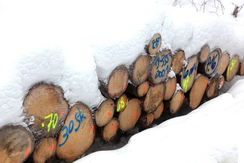 Wood pile, covered by snow, log pile in the forest, timber, firewood, winter