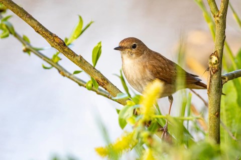 Nightingale (Luscinia megarhynchos) Germany