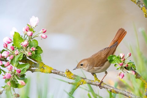 Nightingale (Luscinia megarhynchos) Germany