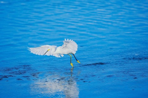 Snowy Egret (Egretta thula) starting flight, Sanibel Island, J.N. Ding Darling National Wildlife