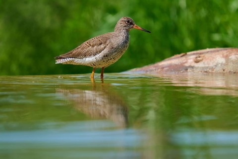 Redshank (Tringa totanuss), standing at the edge of the water with a clear reflection, France,