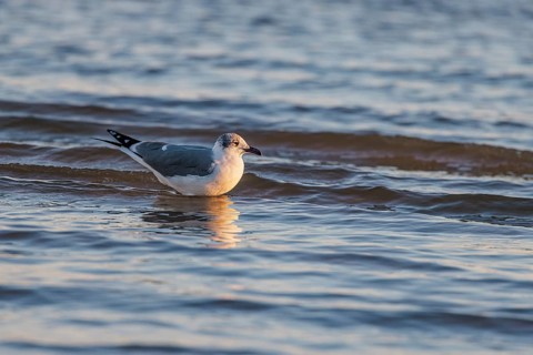 Seagull floating at the waterline searching for food along the Mississippi Gulf Coast in evening