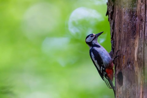 Pileated Woodpecker (Dendrocopos major) at the breeding cavity, Piciformes, Göggingen,