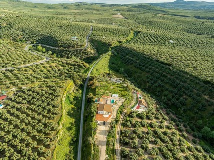 Fields of olive trees, trees planted in rows, aerial view, near village Cabra, Andalusia, Spain,