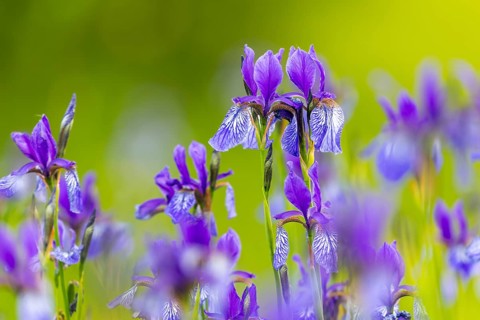 Siberian iris (Iris sibirica), Iris family (Iridaceae), Eriskircher Ried, Baden-Württemberg,