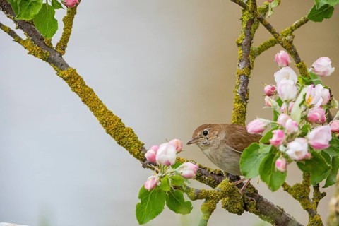 Nightingale (Luscinia megarhynchos) Germany