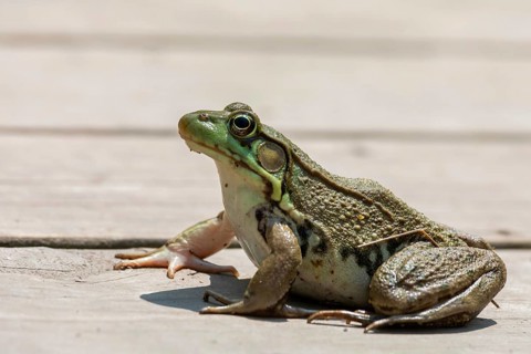 Detroit, Michigan - An American bullfrog (Lithobates catesbeianus) on a boardwalk in Belle Isle