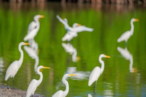 Great white egrets (Ardea alba) looking for food in a pond, Sanibel Island, J.N. Ding Darling