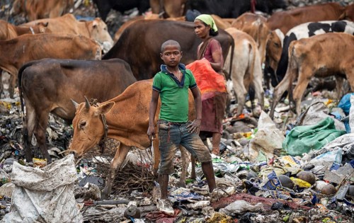 Garbage collectors searching for recyclable material at garbage disposal site, in Assam, India on
